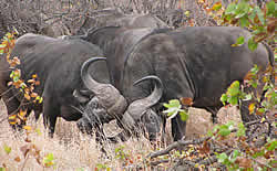 Mpumalanga daguitstappen - Mpumalanga excursies - Kruger Park daguitstappen - Panorama Route daguitstappen - Dagsafari Kruger Nationaal Park