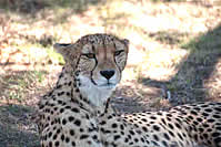 Safari d’une journée dans le Parc National Kruger