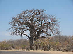 Kruger Nationaal Park