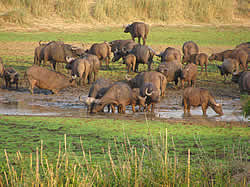 Kruger Nationaal Park