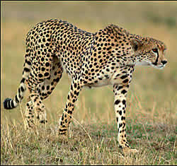 Mpumalanga Toere - Panorama Route - cheetah Endangered species