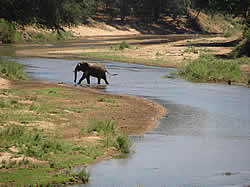 Kruger Nationaal Park