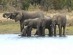 Kruger Nationaal Park