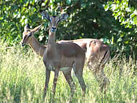 South Africa overland tours with Zafari Tours - Kruger National Park - Impala