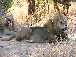 Kruger Nationaal Park