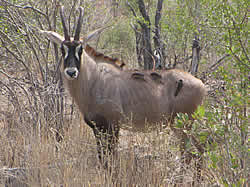 Kruger Nationaal Park