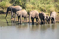 Kruger National Park Tours