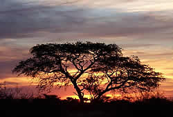 Zafari Tours - Toer Zuid Afrika - kleine gezelschappen met Nederlandstalige gids - Kruger Park