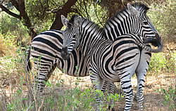 Zafari Tours - Toer Zuid Afrika - kleine gezelschappen met Nederlandstalige gids - Kruger Park