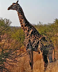 South Africa overland tours - Kruger Park