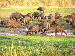 Tour Guides for the Kruger National Park