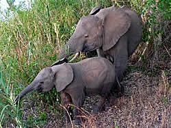 South African Tours with Zafari Tours - Day Trips to Kruger National Park 