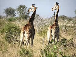 Kruger National Park day tours