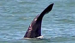 Reis Zuid Afrika met Zafari Tours - Hermanus - walvissen