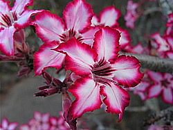 Afrikaans avontuur met Zafari Tours - Kruger National Park - Impala Lilies