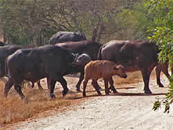 Afrikaans avontuur met Zafari Tours - Kruger National Park