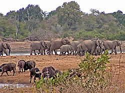 Afrikaans avontuur met Zafari Tours - Kruger National Park