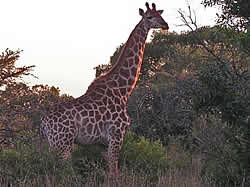 Afrikaans avontuur met Zafari Tours - Swaziland, Mkhaya