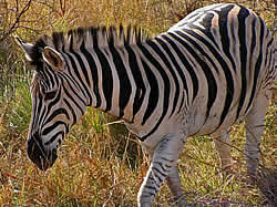 Afrikaans avontuur met Zafari Tours - Swaziland, Mkhaya