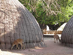 Afrikaans avontuur met Zafari Tours - Swaziland, Mlilwane