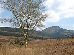 Afrikaans avontuur met Zafari Tours - Swaziland, Mlilwane