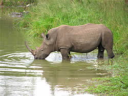 Kruger Park Tours