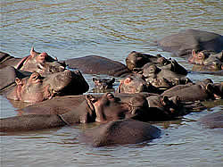 South African Tours with Zafari Tours - Day Trips -  Zululand St Lucia -Hluhluwe-Umfolosie National Park