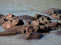South African Tours with Zafari Tours - Day Trips - Zululand St Lucia -Hluhluwe-Umfolosie National Park